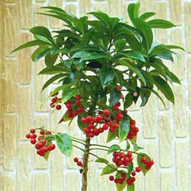 ���������� � http://www.corbina.ru/~galkao/mirsina/Ardisia.htm