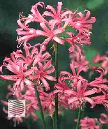 ���������� � http://www.good.vol.ru/agro/dom/lukovichnie/Nerine.html