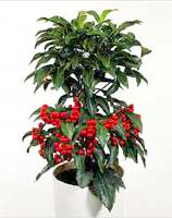���������� � http://flowers.foka.ru/Katalog/ardisia.shtml