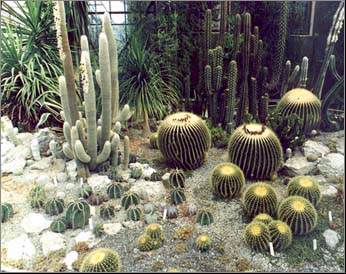 �������� Echinocactus gruzonii � ���������� ���������