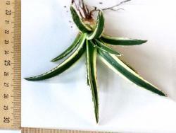 Agave cv White Rhino (var white)