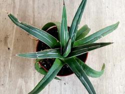 Agave victoriae-reginae