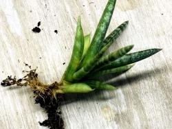 Sansevieria 'Boncel'