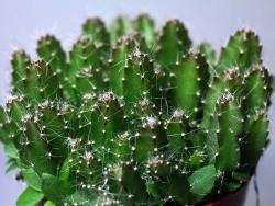 Hylocereus undatus hybr
