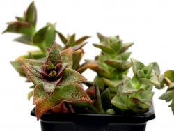 Crassula alba X