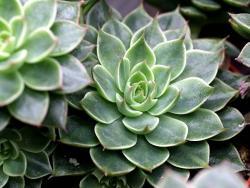 Graptopetalum cv Altair