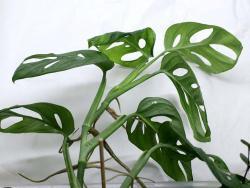 Monstera adansonii (minima)