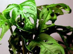 Monstera adansonii (minima)