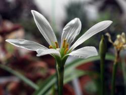 Zephyranthes candida
