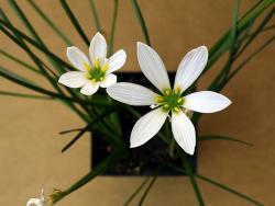 Zephyranthes candida