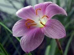 Zephyranthes grandiflora