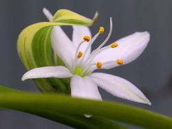 Chlorophytum comosum (margin variegatum)