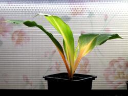 Chlorophytum cv Green Orange