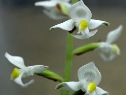 Ludisia (Haemaria) discolor