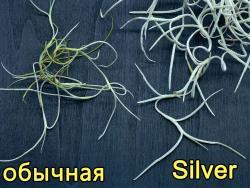 Tillandsia usneoides cv Silver