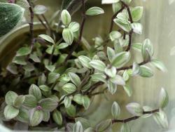 Callisia cv Gold