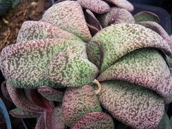 Gasteria cv Zaria