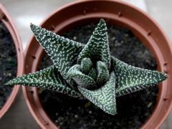 Gasterworthia cv Royal Highness