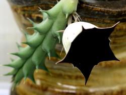Huernia keniensis