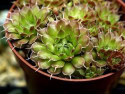 Orostachys spinosa