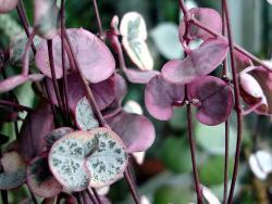Ceropegia woodii (variegated)