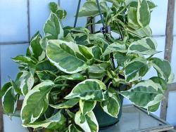 Epipremnum cv N-Joy