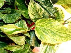 Epipremnum cv Marble Queen