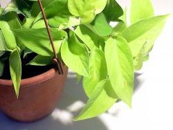 Epipremnum cv Neon