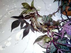 Ipomoea batatas 'Sweet Caroline Purple'