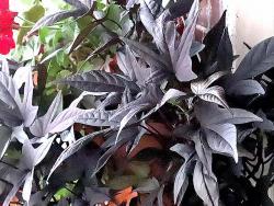 Ipomoea batatas 'Sweet Caroline Purple'