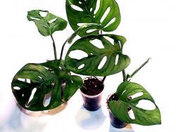 Monstera adansonii (minima)