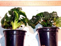 Philodendron cv Atom
