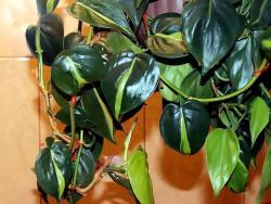 Philodendron cv Brazil