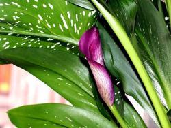 Zantedeschia 'Black'