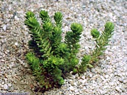Other Crassulaceae