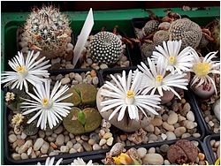 Highslide JS